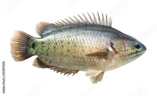 Fototapeta Climbing perch fish isolated on white background