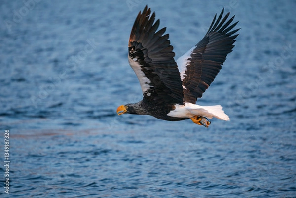 Obraz Steller`s eagle in flight