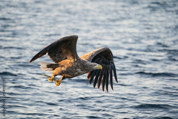 Obraz Sea eagle in flight