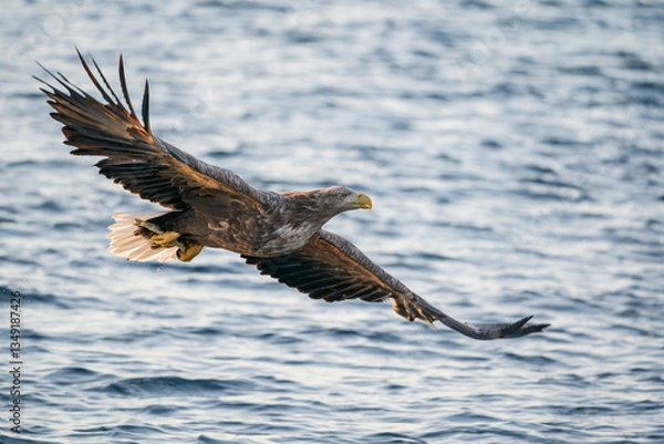 Obraz Sea eagle in flight