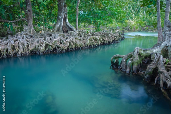 Fototapeta Tha Pom is one of the Unseen Thailand tourist attractions. It is an ecological study center to learn about the richness of nature under the water and the peat swamp forest, Muang Krabi