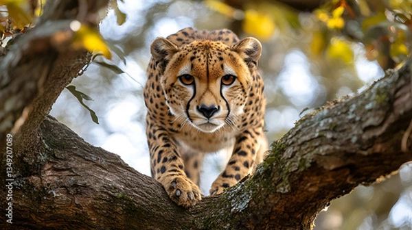 Fototapeta A majestic cheetah gracefully perched on a sturdy oak branch, its intense gaze piercing through the autumnal foliage, bathed in soft sunlight filtering through the leaves.