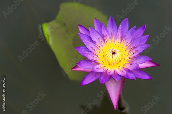 Fototapeta Beautiful Lotus