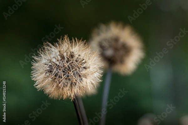 Obraz dandelion seed head