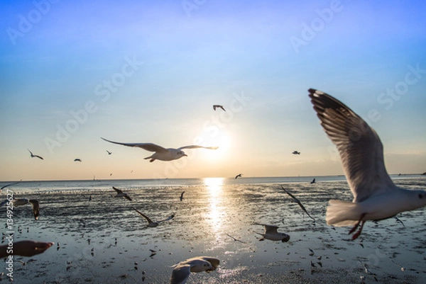 Obraz A flock of birds seagull flying high up in the air with its wings spread