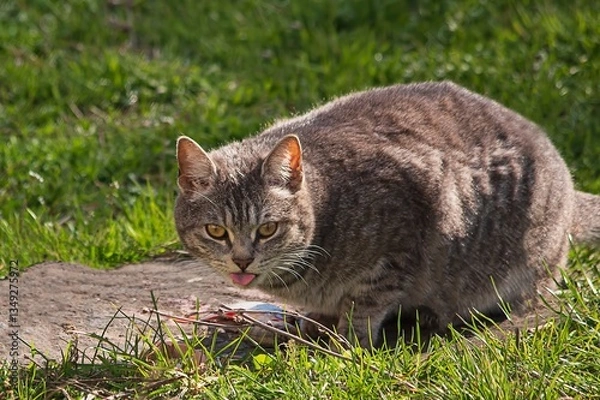 Fototapeta Portrait of a British Shorthair cat with its tongue hanging out
