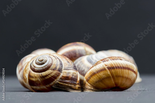 Fototapeta Orchard snail (Helix pomatia) - shell with dark background
