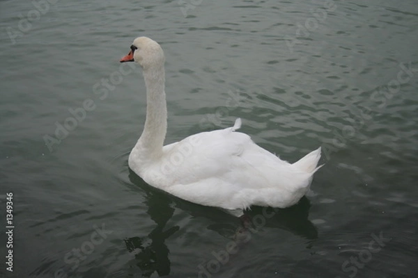 Fototapeta swimming swan