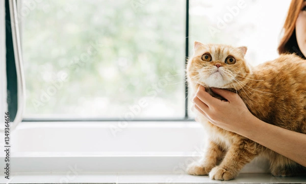 Fototapeta In a bathroom bath, an attractive woman enjoys solitude with her Scottish Fold cat, sharing a moment of pet love and relaxation.
