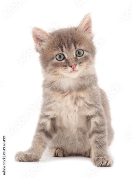 Obraz Small gray kitten.
