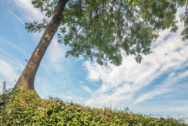 Obraz Schrägstehender Laubbaum mit furchiger Rinde und fiedrigen Blättern vor blauem Himmel mit Schleierwolken.