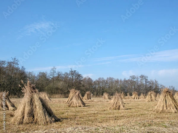 Obraz Rietschoven, Reed sheaves, Weeribben-De Wieden, Steenwijkerland, Overijssel province, The Netherlands