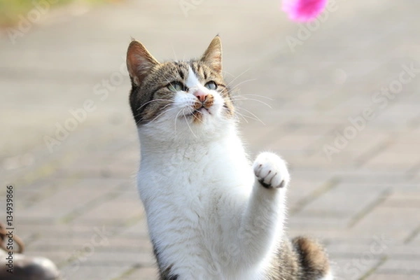 Obraz Wild cat playing with a toy