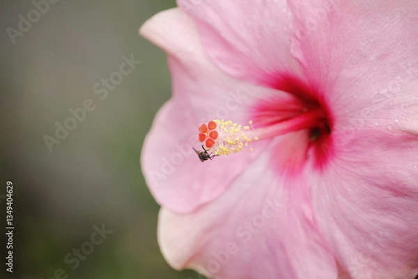 Obraz bee on pink flower