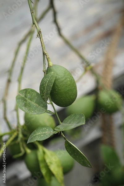 Obraz green fruit on a tree