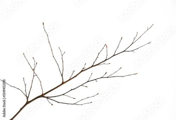 Fototapeta Delicate, bare branches isolated against a pure white backdrop, graphic, forest