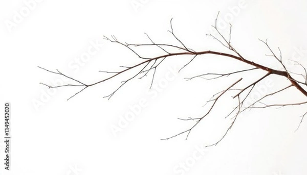 Fototapeta Delicate, bare branches isolated against a pure white backdrop, environment, pure