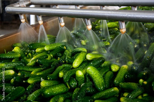 Fototapeta Working process of the production of cucumbers on cannery. Washing in water before preservation. Movement on the conveyor