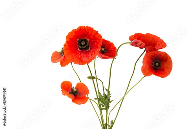 Obraz Bukiet czerwonych maków izolowanych