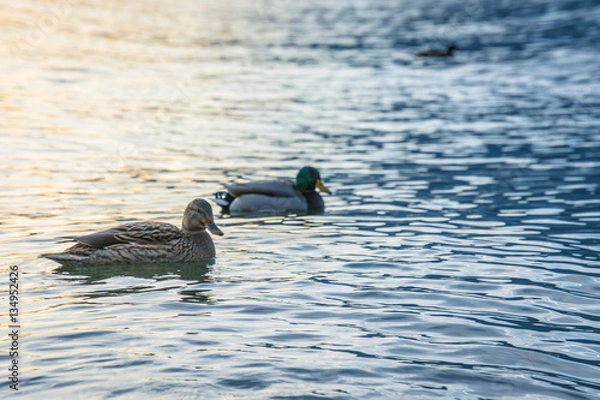 Obraz Ducks swim in Lake Como, Italy