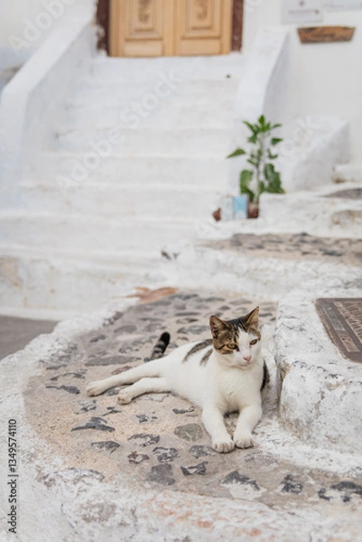 Fototapeta A cute white tabby cat with green eyes lying on stone stairs looking to the right in Fira, island of Santorini, Greece. In the background we can see white steps, a light wooden door and a green plant
