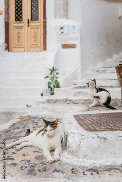Fototapeta Two cute cats, white tabby with closed eyes and tuxedo black and white cat scratching itself on stone stairs in Fira, Santorini, Greece with white steps, beige door and a green plant in the background