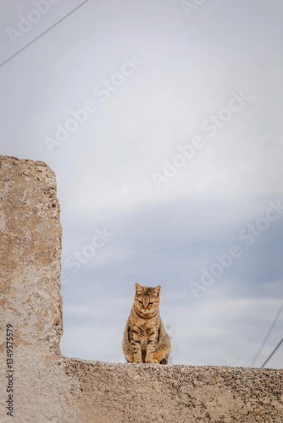 Fototapeta A cute fat brown tabby cat, looking straight down, sitting in the middle of stone L-shaped wall of an abandoned house, with cloudy blue sky in the background with negative space, in Santorini, Greec