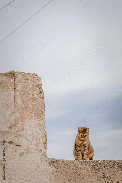 Fototapeta A sad cute fat brown tabby cat, looking down, sitting on the right of stone L-shaped wall of an abandoned house, with a cloudy blue sky in the background with negative space, in Santorini, Greece .