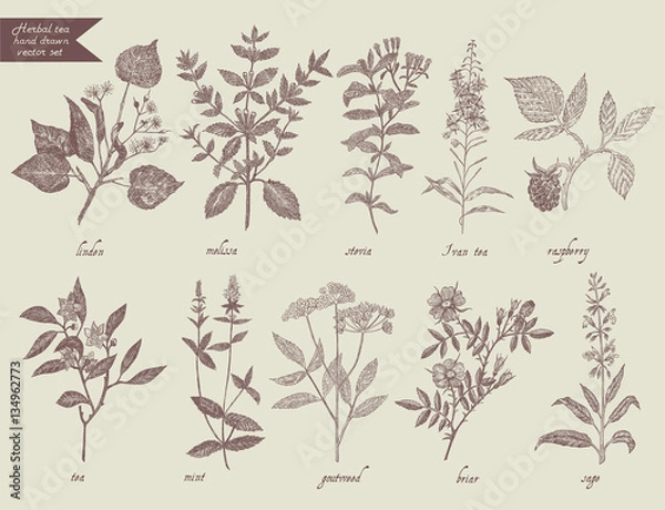 Obraz Tea herbs set. Hand drawn design.