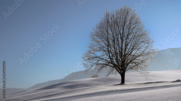 Obraz Lonely tree in winter