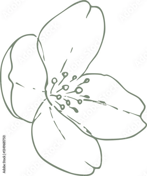 Obraz Hand-Drawn Jasmine Flower