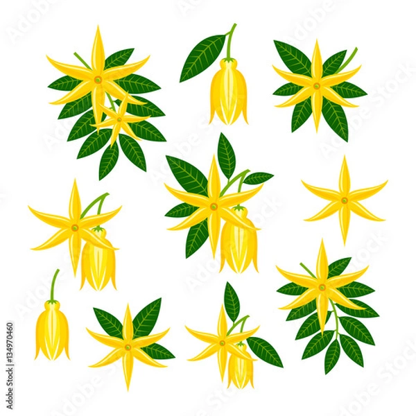 Obraz Cananga odorata