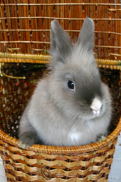 Obraz bunny in a basket