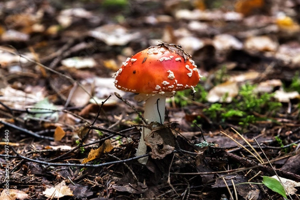 Fototapeta Fly agaric mushroom with a red cap and white spots growing in the forest among leaves and twigs. The background is blurred.