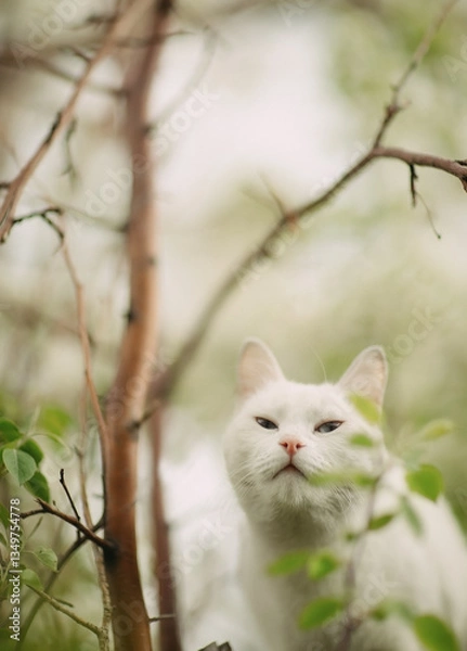 Obraz cat on the tree