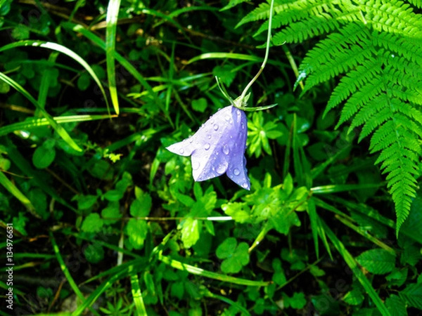 Fototapeta bellflower