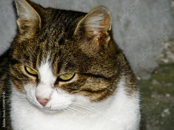 Obraz Cat with yellow eyes