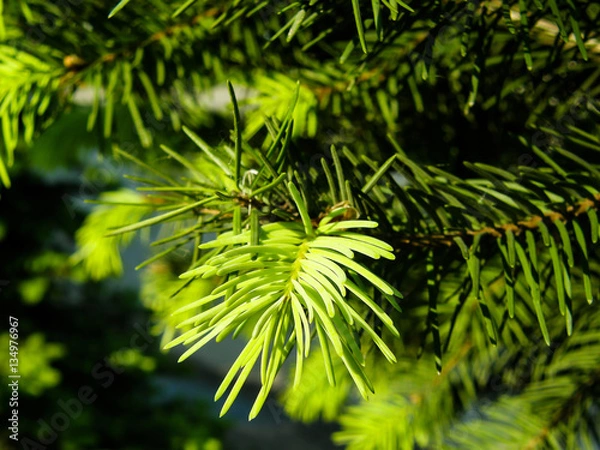 Fototapeta pine branches