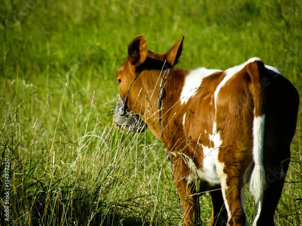 Obraz white-brown calf