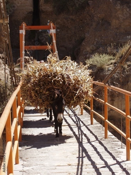 Obraz hard at work burro