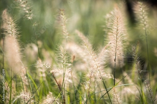 Obraz Grass flower