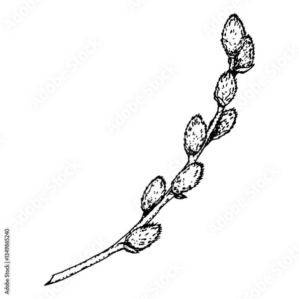 Obraz Hand-drawn ink illustration of a willow branch with soft catkins. Ideal for Easter, spring decorations, greeting cards, invitations, botanical projects, nature-inspired prints, organic branding