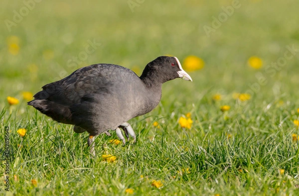 Fototapeta Eurasian coot - adult bird in spring