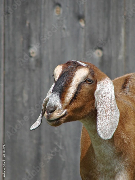 Obraz goat in barnyard