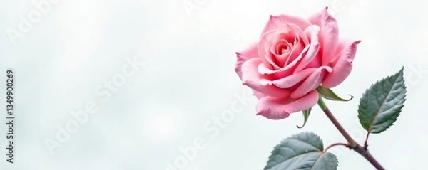 Fototapeta Single rose blooms isolated against a snowy white canvas, stems, blooming