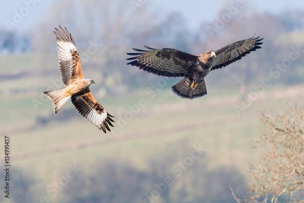 Fototapeta Comparison of red kite (Milvus milvus) and buzzard (Buteo buteo). Two similarly sized birds of prey seen in flight with undersides visible; digital composite of two images