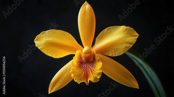 Obraz Vibrant orange orchid blossom