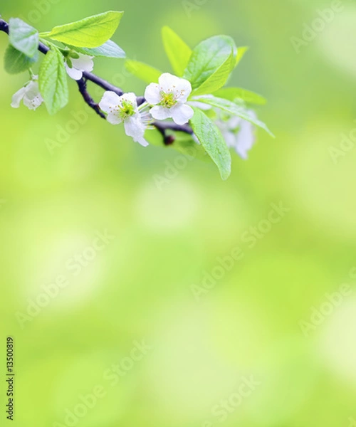 Fototapeta Tree branch with cherry flowers over green background