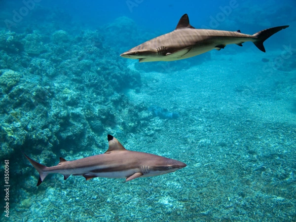 Fototapeta Sharkes