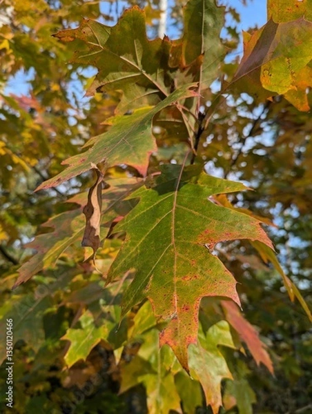 Obraz red maple leaves